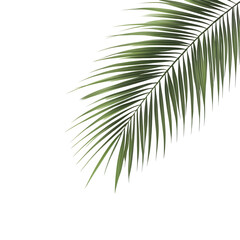 palm leaves isolated on white background
