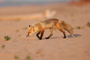 Red fox