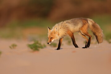 Red fox on beach
