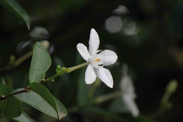 Close-up photo of white flowers with blurred background.