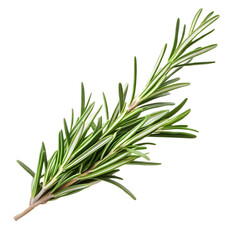 Fototapeta premium rosemary on white background