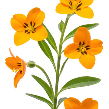 Orange wallflower isolated on white background