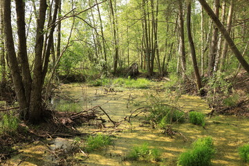 Marshy wetland under a tree canopy in Ukrainian Polissia, Chernihiv region. Swamps of Europe.