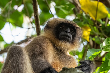 Close up shot of golden langur monkey species on a tree, fluffy ape face.