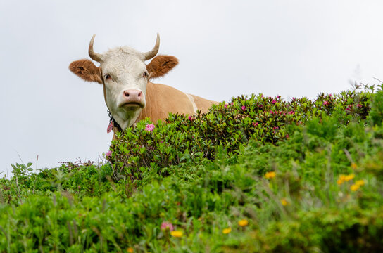 Kuh auf der Alp,  Cow on the alp, hinter Azalee in der Schweiz, behind Azalea in Switzerland, Berner Oberland, Simmenthal
