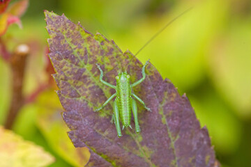 top view close-up of a small green bush cricket on a purple leave