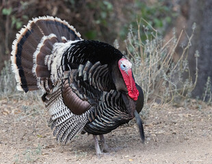 A beautiful large Turkey is the mascot for Thanksgiving at a preserve in the mountains of Arizona.  