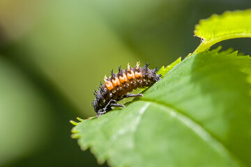 side close-up view of a black orange larva of the multicoloured asian ladybug with interesting bristles on the body on a twig in sunlight and blurred green background