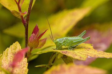 side view close-up of a small green bush cricket on a yellow leave and blurred background