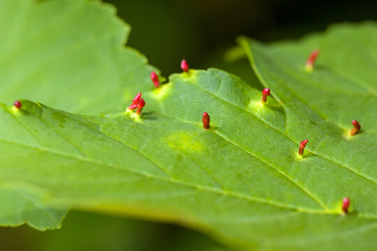 close-up view of a green maple leaf with upright red galls of the maple gall mite in sunlight