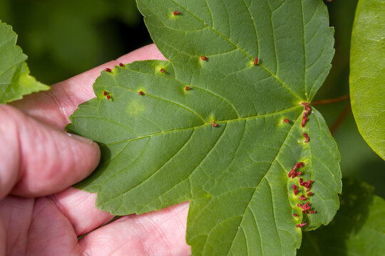 a hand shows a green maple leaf with upright red galls of the maple gall mite in sunlight