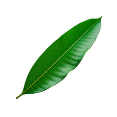 Fototapeta premium High-quality illustration of a ripe mango fruit isolated on a transparent background. Includes realistic texture and tropical color tones. Ideal for food clip art, healthy eating concepts, tropical f