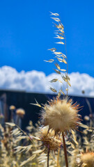 Wild Thistle and Oat Grass Against Blue Sky and Clouds