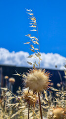Wild Thistle and Oat Grass Against Blue Sky and Clouds