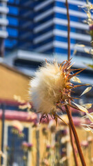 Wild Thistle and Oat Grass Against Blue Sky and Clouds