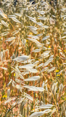 Wild Thistle and Oat Grass Against Blue Sky and Clouds