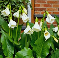A garden scene featuring vibrant green foliage and delicate white flowers blooming in clusters, set against a brick wall backdrop