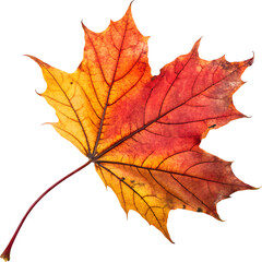 Obraz premium Vibrant Autumn Maple Leaf PNG with Transparent Background – High-Resolution Fall Foliage