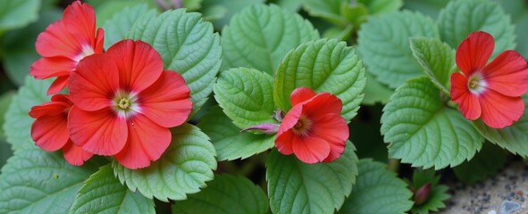 A vibrant red geranium plant grows in a green garden, its bright flowers contrasting beautifully against the stone floor