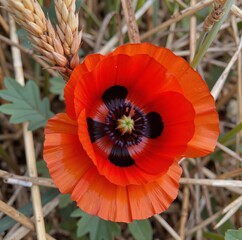 A vibrant red poppy flower stands out against a backdrop of dry grass and grain stalks, showcasing its intricate petals and striking contrast