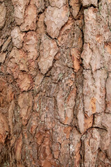 Tree bark texture close-up, pine bark