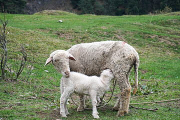 sheep and lamb in a grass land of Kashmir, India
