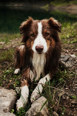 Wet Australian Shepherd lying on grass and rocks, looking into the camera by the lake. Brown aussie puppy outdoor in summer time.