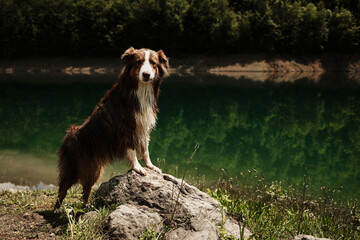 Confident Australian Shepherd standing on a rock by the green lake in Tara National Park, Serbia....