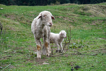 sheep and lamb in a grass land of Kashmir, India