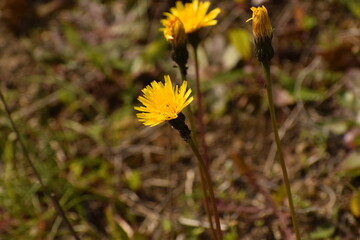 yellow flower in the meadow