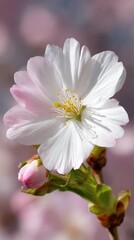 A delicate white cherry blossom flower blooming in springtime with soft pink petals