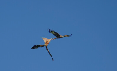 RED KITE COURTSHIP