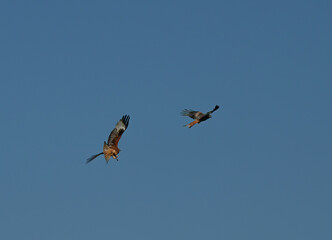 RED KITE COURTSHIP