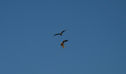RED KITE COURTSHIP