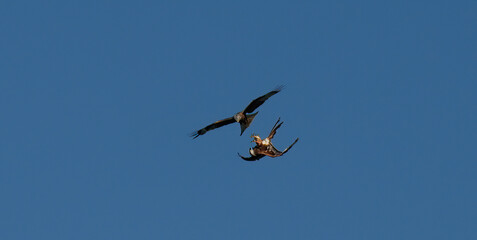 RED KITE COURTSHIP