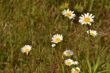 daisies in the grass