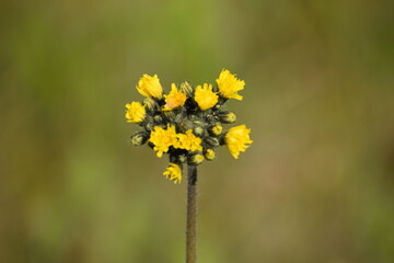 yellow flowers in the garden