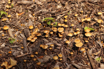 Small orange mushrooms. Selective focus mushrooms. Natural spring background. Mushrooms grow from the ground covered with crushed wood
