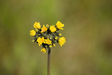 yellow flowers in the garden