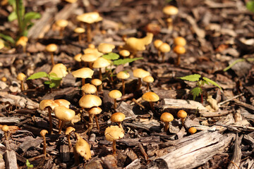 Small orange mushrooms. Selective focus mushrooms. Natural spring background. Mushrooms grow from the ground covered with crushed wood