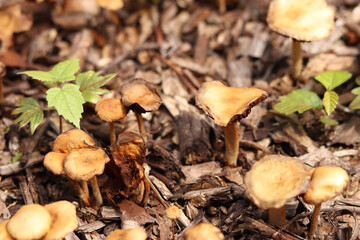 Small orange mushrooms. Selective focus mushrooms. Natural spring background. Mushrooms grow from the ground covered with crushed wood