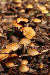 Small orange mushrooms. Selective focus mushrooms. Natural spring background. Mushrooms grow from the ground covered with crushed wood