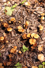 Small orange mushrooms. Selective focus mushrooms. Natural spring background. Mushrooms grow from the ground covered with crushed wood