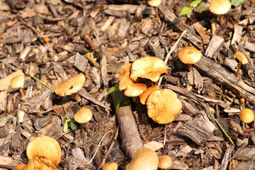 Small orange mushrooms. Selective focus mushrooms. Natural spring background. Mushrooms grow from the ground covered with crushed wood