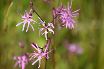 pink flowers in the garden