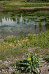Snow Capped Mountains in the Spring