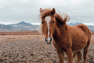 Icelandic horse in Iceland