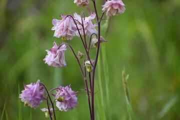 Obraz premium pink flower in the garden