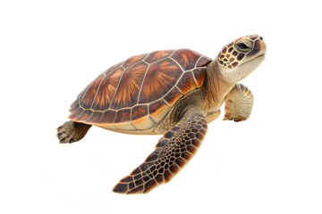 turtle isolated on transparent background