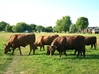 Obraz premium Brown Cows grazing at Midsummer Common, Cambridge